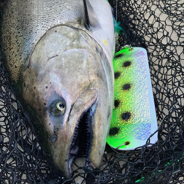 Bullfrog (UV) (GLOW)
