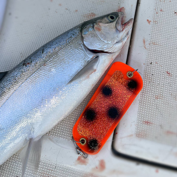 Orange Thursday (UV) Coho Crusher