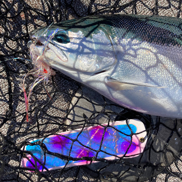 Glass Alewife (UV)