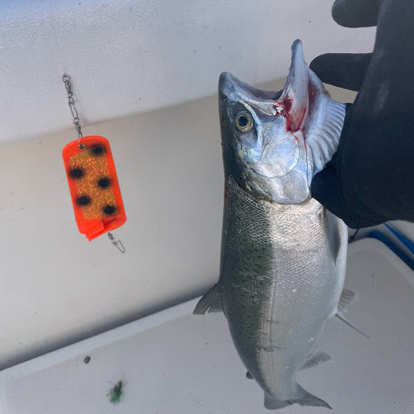 Orange Thursday (UV) Coho Crusher
