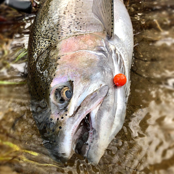 Alaskan Roe (MR-AR)