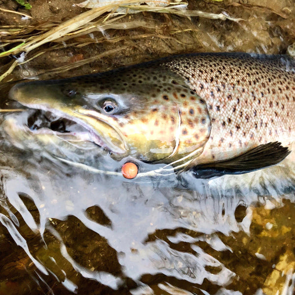 Fresh (MR-F)